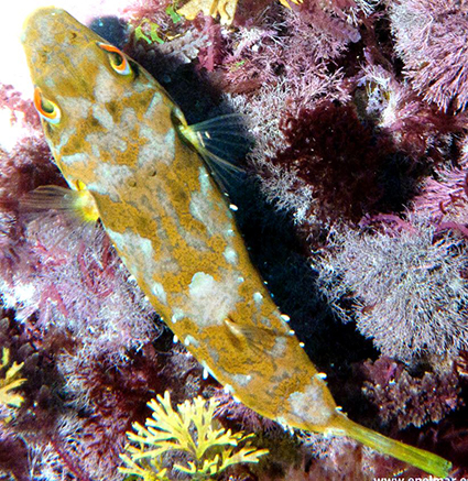 Sphoeroides marmoratus_07.jpg